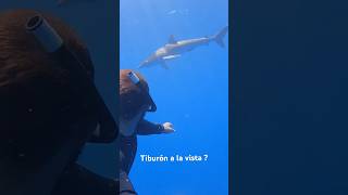 Nadando con Tiburones En La Baja 🦈 shark underwaterphotography [upl. by Neerehs686]