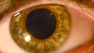 Pupil Constriction and Dilation HD Macro Nikon D5100 Detailed Dark Green Iris [upl. by Onitsuj]