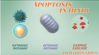 what is ApoptosisThe Apoptotic pathways and the Caspase Cascade Apoptosis Animation video in hindi [upl. by Ainav]