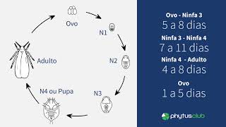 Ciclo da Mosca Branca [upl. by Ahseyt]