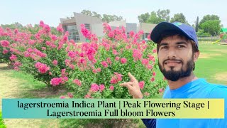 lagerstroemia Indica Plant  Peak Flowering Stage  Full bloom Flowers  Horticulture  2k24 [upl. by Kare937]