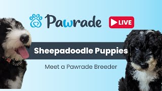 Sheepadoodle Puppies playing on PawradeLIVE Stream Sheepadoodle Breeder Information [upl. by Drofhsa617]