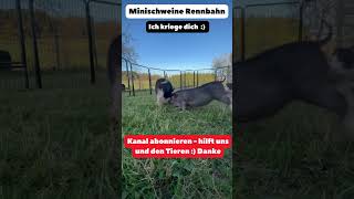 Minihängebauchschweine Rennarena Ich kriege dich  Klein mit viel Power Mini PotBellied Pigs [upl. by Htebi]