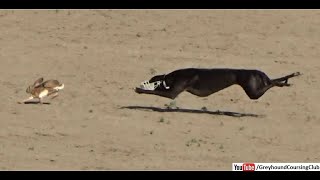 greyhound coursing 2020  dog race  coursing  racing  wild rabbit [upl. by Guzel]