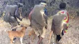 Hadzabe Track a Dik Dik [upl. by Houlberg]