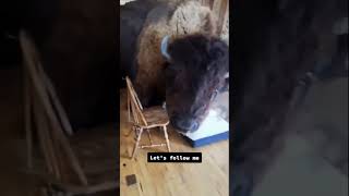 PET BISON 🦬 BROKE INTO MY HOUSE 🏡😱 bison pets ranch farm yellowstone montana buffalo [upl. by Ahsyla]