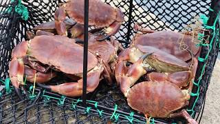 Brown Crab  Scotland  MacNeil Shellfish [upl. by Gnilyarg]