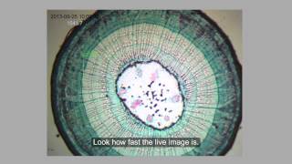 AmScope  Controlling Frame Rate for MU Series Camera on ToupView [upl. by Franza]