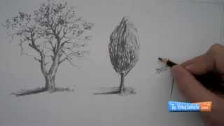 How to Draw Trees [upl. by Ianej888]