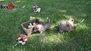 Adorable Shetland Sheepdog Puppies [upl. by Thor495]