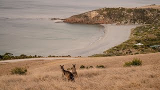 Experience Kangaroo Island Unfiltered [upl. by Loggins]