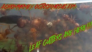 THE LEAF CUTTERS ARE HERE Acromyrmex Octospinosus Ep1 Welcome [upl. by Etteniotnna]