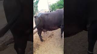 Amazing  shorts buffloweating cowering animals village subscribe virolshort like share [upl. by Abbotsen]