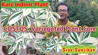 Rare Indoor Plant Costus Variegated plant CareSree Sanjiban [upl. by Ruperta]