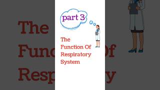 Respiratory system  TRACHEA and bronchi respiration function [upl. by Adnaerb929]