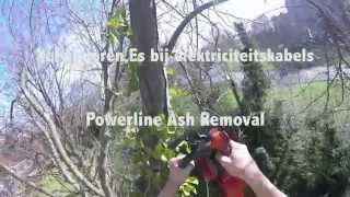 Verwijderen Es bij Elektriciteitskabels  Powerline Ash Removal [upl. by Chiles]