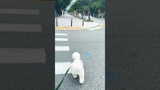 Bichon frisé 비숑 프리제 가을 산책 김뭉프리제18년9월생 [upl. by Royden834]