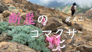 断崖のコマクサ！蔵王山。 Dicentra on the cliff in Mt Zao 2024年6月29日 FlowersYamagata [upl. by Ytte]