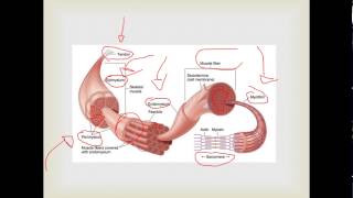 FISIOLOGIA da Contração Muscular esquelética  PARTE 01 [upl. by Cordova331]