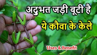 कौआ के केले  बहुत काम की जड़ी बूटी है II उखाड़कर नहीं फेंके। Corchorus Aestuans Benefits amp uses [upl. by Apoor]