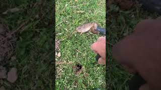 Gopher Hawk Best gopher trap around [upl. by Oberheim427]