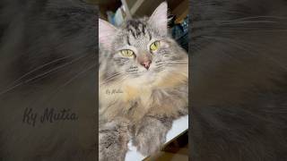 KATANYA MAU DI APELIN cat funny cute funnyvideos catlover [upl. by Mabel]