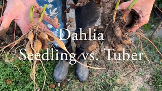 Dahlia Seedling vs Tuber [upl. by Somar]