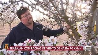 Los abejorros mejoran la producción de almendras  Ancha es CLM  CMM [upl. by Akived331]