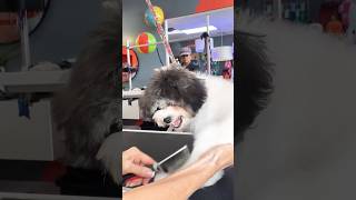 Un cachorro bravo😱peluqueríacanina cuidadoperros estilismocanino perros cachorros mascotas [upl. by Cassady924]