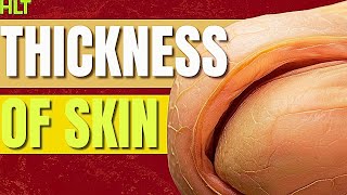 Why Skin Is Thicker In Some Areas of The Body [upl. by Punke]