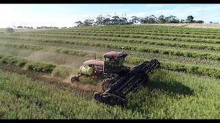 Macdon M205 Windrower swathing Canola [upl. by Idnahr]