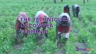 Amazing Agriculture The Techniques of Cowpea Farming [upl. by Nore]