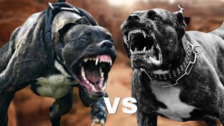 Bandog vs Presa CanarioFight Comparison [upl. by Fabrienne]