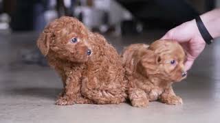 David Swartzentrubers Mini Labradoodle Puppies [upl. by Pepin]