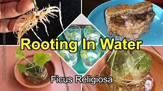 Rooting cuttings in water  Ficus Religiosa  Peepal tree  Part 3 [upl. by Sverre]