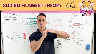 Sliding Filament Theory  Muscle Contraction [upl. by Felton]