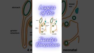 What are the layers of greater omentum Formation of greater omentum shorts peritonealfolds [upl. by Silber182]