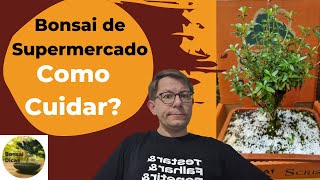 Guia de como cuidar de Bonsai de Supermercado desde o começo  1º Passo [upl. by Ahsienroc572]