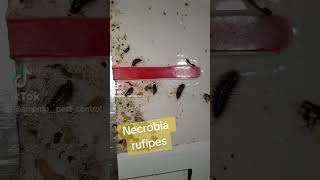 Necrobia rufipes Red legged ham beetle στο στάδιο της κάμπιας σε ψητοπωλείο pestcontrol αμεντο [upl. by Abdella]