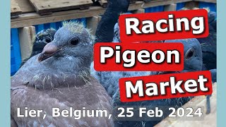 Racing Pigeon Market Lier Belgium 25 February 2024 [upl. by Ostraw]