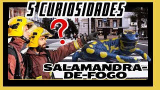 Vem Conferir 5 Curiosidades Fascinantes sobre as SalamandrasdeFogo [upl. by Ruosnam]