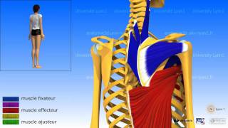 Lépaule ladduction les muscles adducteurs [upl. by Cowan231]