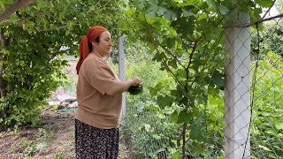 ÇOCUKLARINIZ BU MENÜYE BAYILACAK❗️EVDE TAVUK DÜNYASI MI 😍SALAMURALIK ÜZÜM YAPRAĞI TOPLAMA 🍇⛰️👩🏻‍🌾 [upl. by Einavoj]