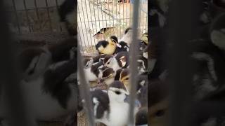 Duck farm videoscalm down songbaby duck videoscute ducksshorts [upl. by Abbe158]