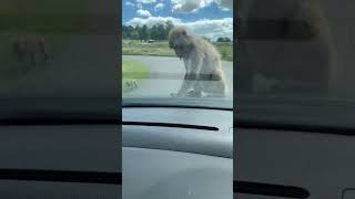 Monkey attacks car at Longleat Safari Park [upl. by Rfinnej]