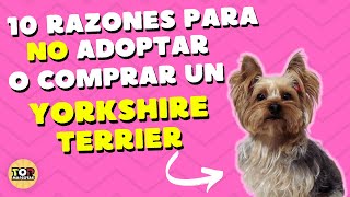 🐶 10 RAZONES PARA NO ADOPTAR O COMPRAR UN YORKSHIRE TERRIER 🐶 [upl. by Larry]