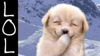 Funny Dogs  Worlds Funniest Dog Video Ever [upl. by Carleen308]