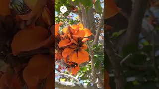 Árbol coral Erythrina lysistemon 🌿 plants coral flowers nature [upl. by Nibbor]