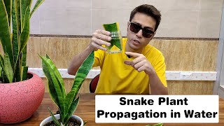 Snake Plant Propagation in Water The Art of Growing Snake Plants [upl. by Hannazus]