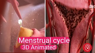 The Secret Behind Menstrual Cycles Revealed  Ovulation 3D Animation [upl. by Bengt]